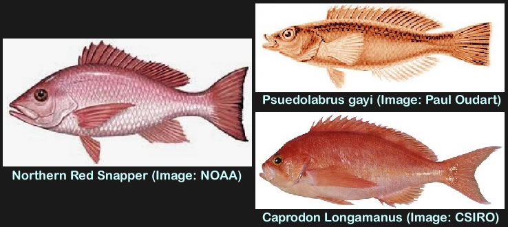 Snapper to Psuedolabrus and Caprodon Comparison